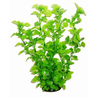 Aquatic Plants акваріумна рослина, 34 см × 6 шт/уп (3451)