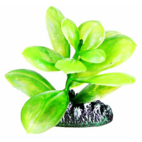 Aquatic Plants акваріумна рослина, 8 см × 8 шт/уп (0880)