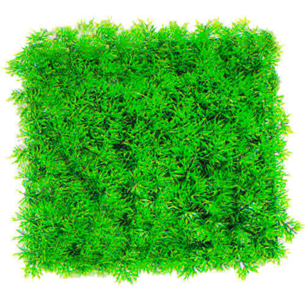 Aquatic Plants акваріумна рослина-килимок, 25х25х9 см (0525)