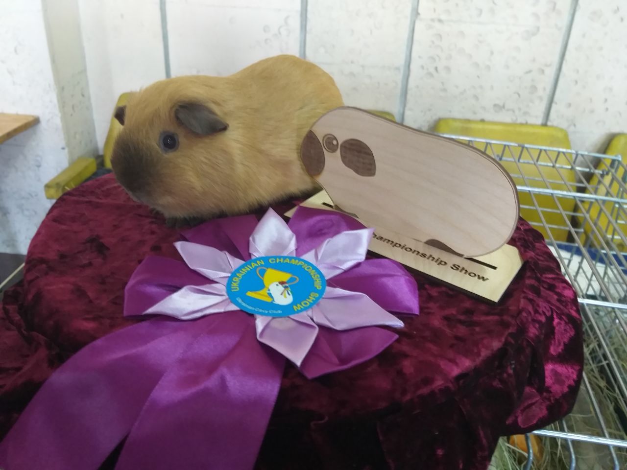 Виставка морьских свинок
